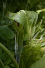 Arisaema stewardsonii