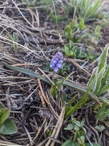 Muscari pallens, photograph 2