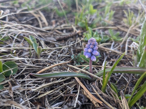 Muscari pallens, photograph 3