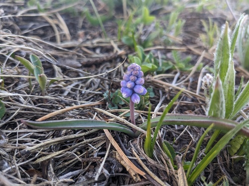 Muscari pallens, photograph 1