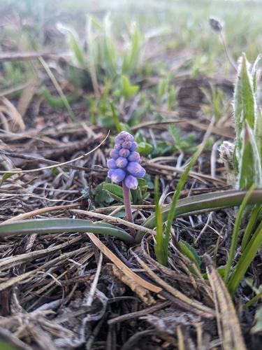 Muscari pallens, photograph 4