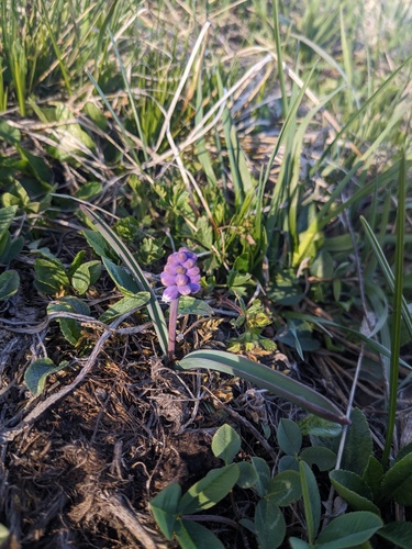 Muscari pallens, photograph 5