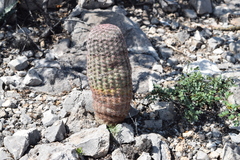 Echinocereus pectinatus rutowiorum
