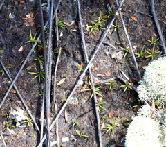 Phylloglossum drummondii