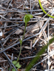 Pterostylis puberula