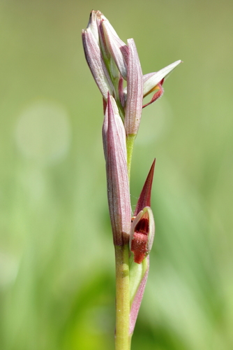 Lesser Tongue-orchid