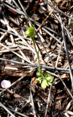 Pterostylis puberula