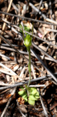 Pterostylis puberula