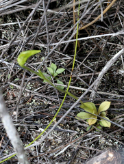Pterostylis tasmanica