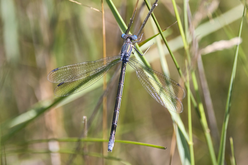 Amber-winged Spreadwing photo 6
