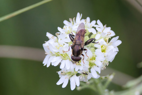 Common Thick-leg Fly photo 5