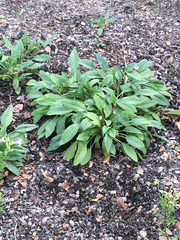 Salvia pentstemonoides