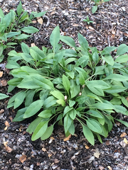 Salvia pentstemonoides