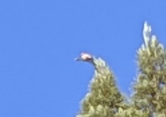 Patagioenas fasciata