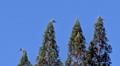 Patagioenas fasciata