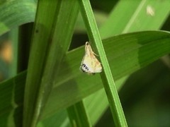 Petrophila daemonalis