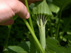 Arisaema stewardsonii