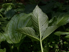 Arisaema stewardsonii