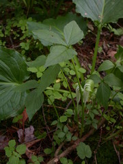 Arisaema stewardsonii