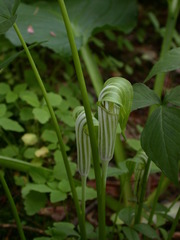 Arisaema stewardsonii