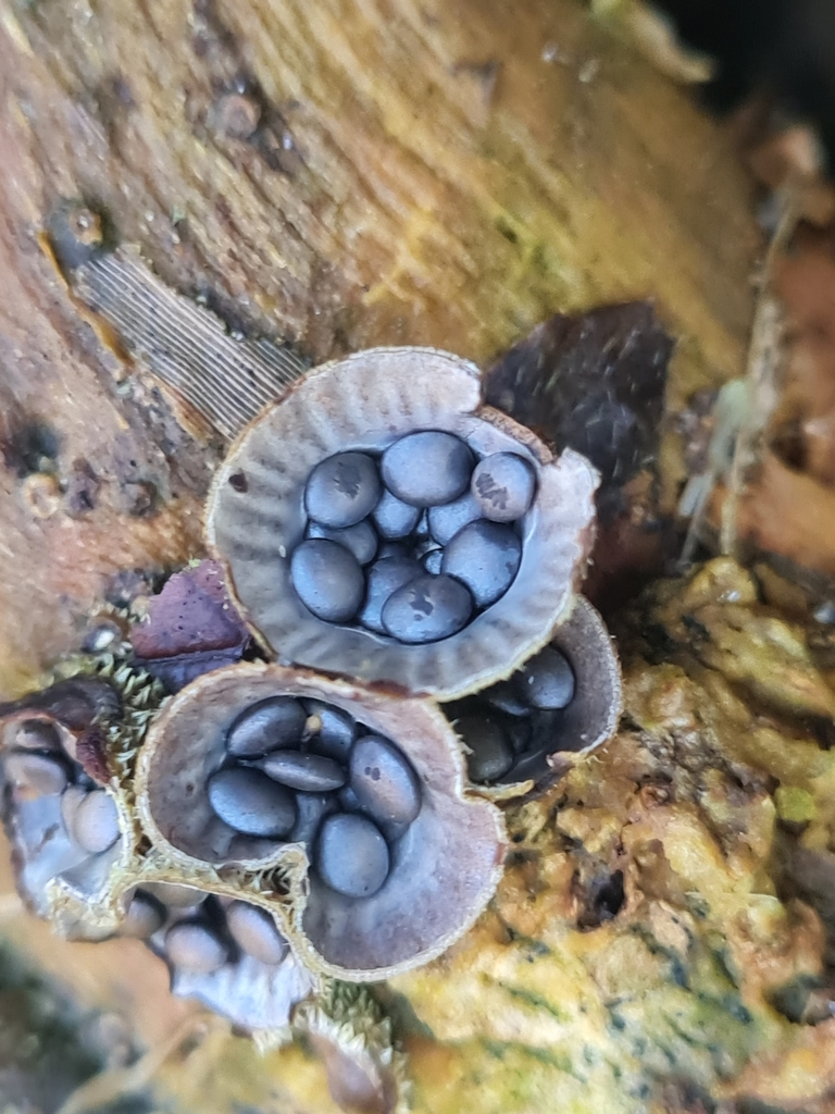 Cyathus olla · June 2025 · photo: © tiagolubiana (iNaturalist, cc0)