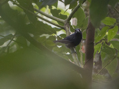 Cyanoloxia cyanoides