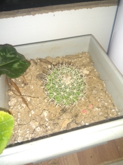 Coryphantha clavata