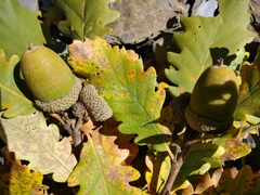 Quercus macranthera