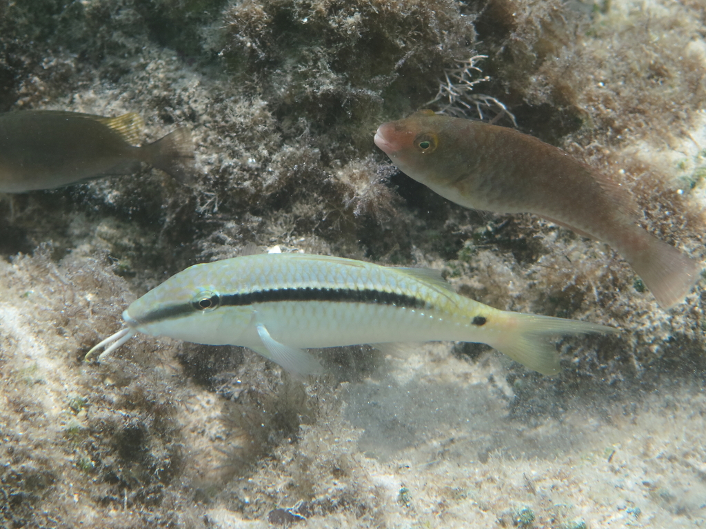 Forsskal's goatfish (Parupeneus forsskali) — Mullidae