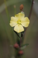 Ludwigia maritima