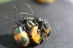 Monocesta ducalis