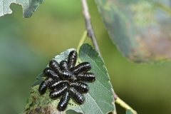 Monocesta ducalis