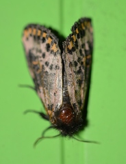 Xanthopastis