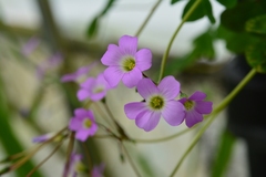 Oxalis alpina