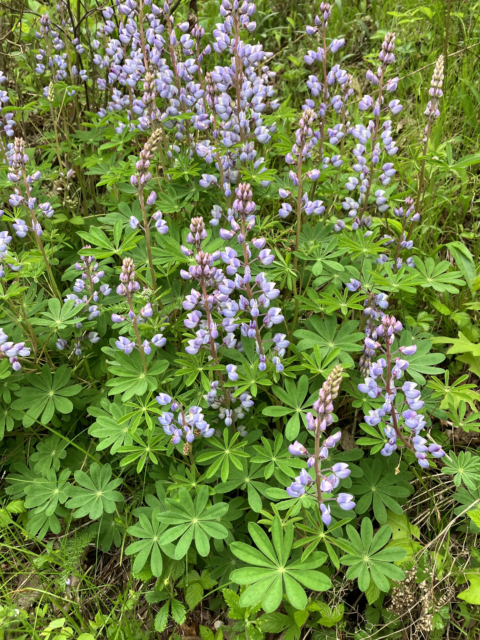 Lupinus perennis