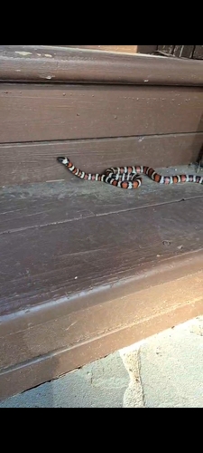 Coast Mountain Kingsnake