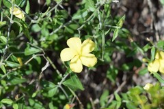 Menodora