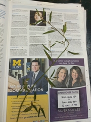 Chenopodium pratericola