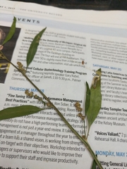 Chenopodium pratericola