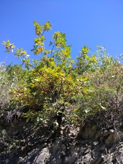Quercus macranthera