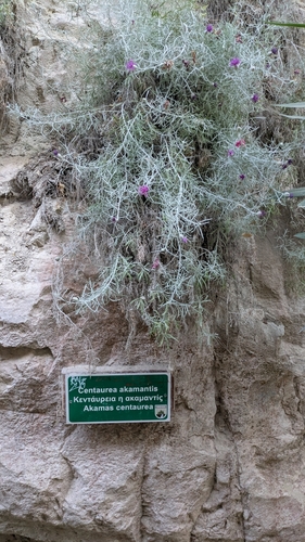 Akamas Centaury (Centaurea akamantis)