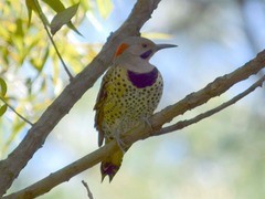Colaptes auratus auratus