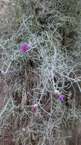 Centaurea akamantis, photograph 4