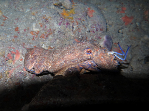 Photo of Mediterranean Slipper Lobster (Scyllarides latus)