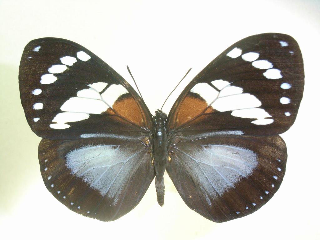 Euxanthe trajanus