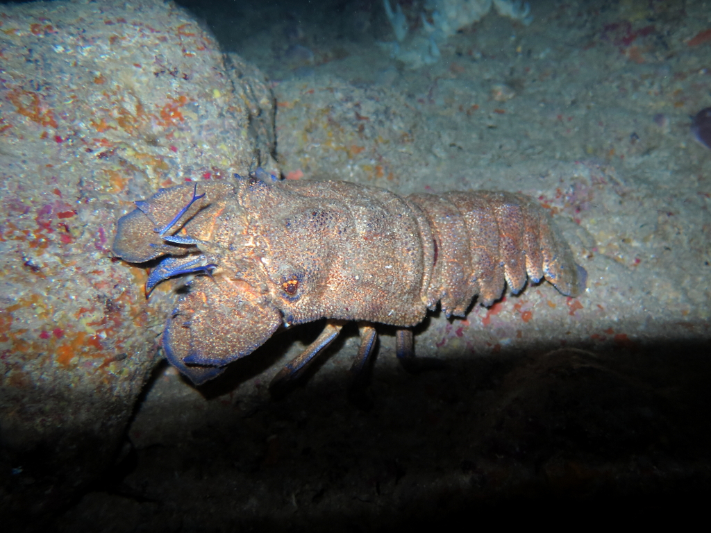 Photo of Mediterranean Slipper Lobster (Scyllarides latus)