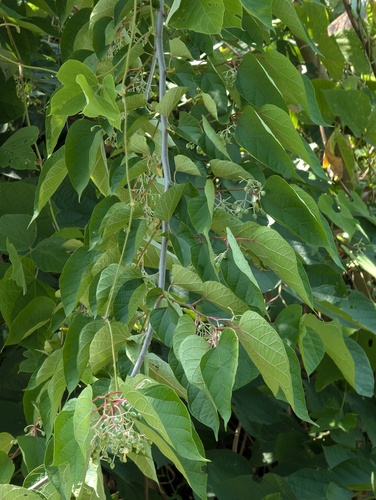 Chinese Alangium