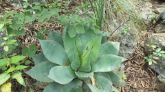 Agave ovatifolia