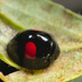 Kidney-spot Ladybird - Photo (c) Gilles San Martin, some rights reserved (CC BY-SA), uploaded by Gilles San Martin
