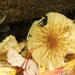 Pluteus granularis - Photo no rights reserved, uploaded by Garrett Taylor